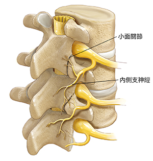 三個椎骨和椎間盤的四分之三視圖,顯示脊髓、脊神經和內側支神經。