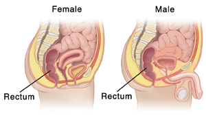 Location of rectum in make and female.