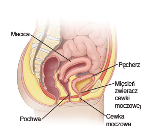 cewka moczowa, pęcherz, mięsień zwieracz cewki moczowej, macica, pochwa