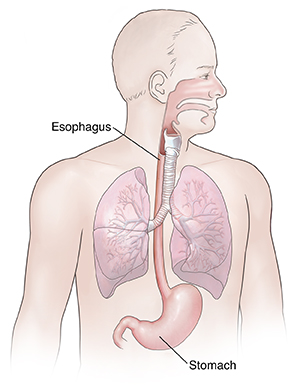 Front view of man showing respiratory and upper digestive anatomy.