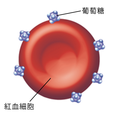 粘附有葡萄糖分子的红细胞。 